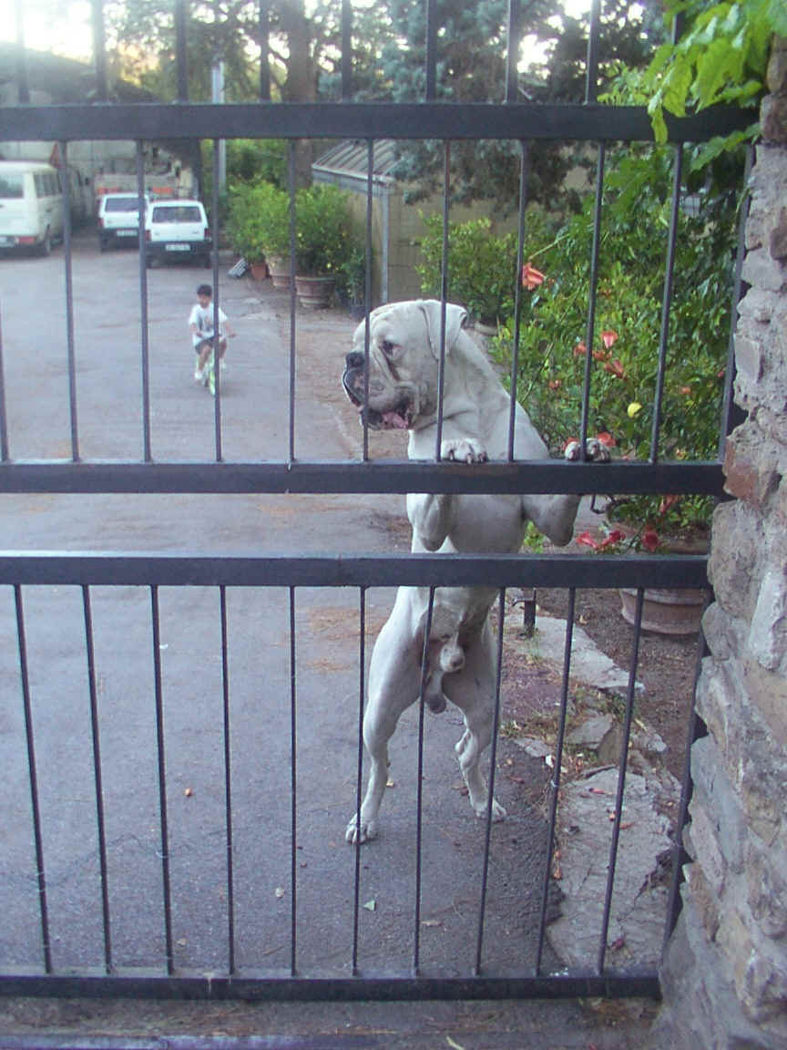 Hunden i gartneriet